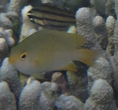 Pomacentrus amboinensis