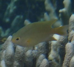 Pomacentrus amboinensis