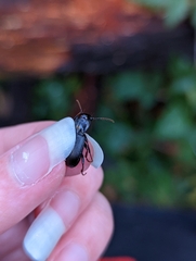 Pterostichus herculaneus