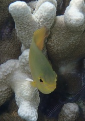 Pomacentrus amboinensis