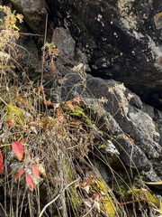 Patrinia rupestris