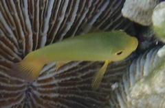 Pomacentrus amboinensis