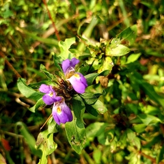 Hygrophila auriculata
