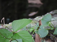 Coeliccia flavicauda