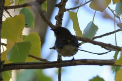 Setophaga coronata auduboni
