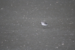 Anarhynchus frontalis