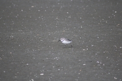 Anarhynchus frontalis