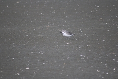 Anarhynchus frontalis