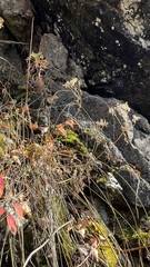 Patrinia rupestris