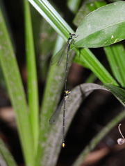 Coeliccia flavicauda