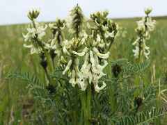 Astragalus reventus