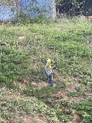 Platycercus adscitus