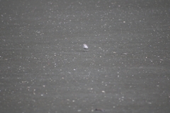 Anarhynchus frontalis