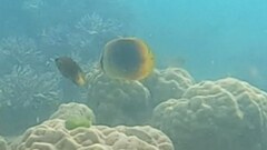 Chaetodon aureofasciatus