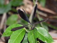 Matrona cyanoptera