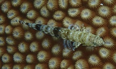 Saurida nebulosa