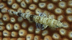 Saurida nebulosa