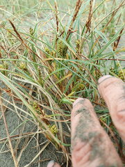 Carex pumila