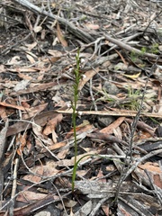 Prasophyllum brevilabre