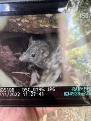 Antechinus stuartii