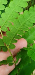 Osmunda claytoniana