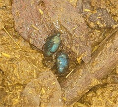 Histeridae