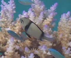 Dascyllus reticulatus