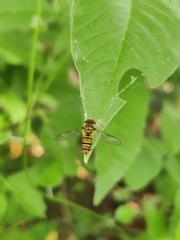 Episyrphus