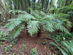 Cyathea smithii