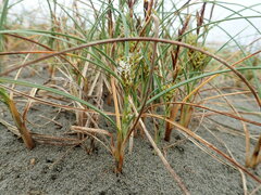 Carex pumila