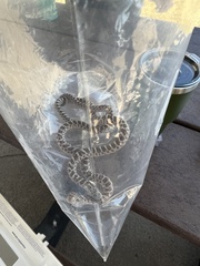 Arizona elegans elegans