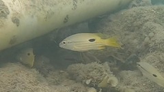 Lutjanus fulviflamma