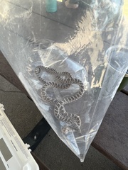 Arizona elegans elegans