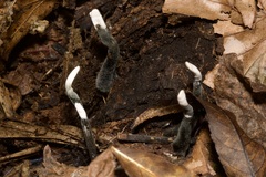 Xylaria hypoxylon
