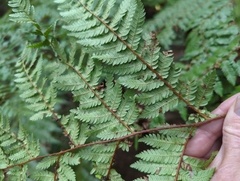 Cyathea smithii