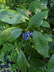 Palicourea pilosa
