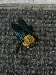 Xylocopa minor