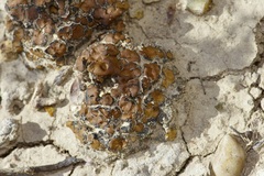 Placidium squamulosum