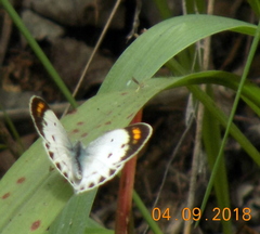Colotis etrida