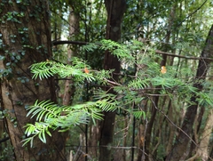 Prumnopitys ferruginea