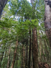Prumnopitys ferruginea