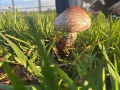 Termitomyces reticulatus