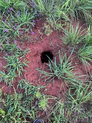 Termitomyces reticulatus