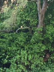 Todiramphus sanctus vagans