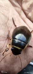 Dytiscus marginalis