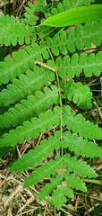 Osmunda claytoniana