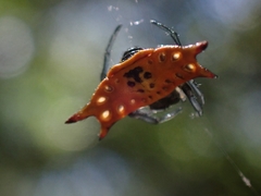 Gasteracantha quadrispinosa
