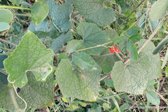 Cucumis maderaspatanus