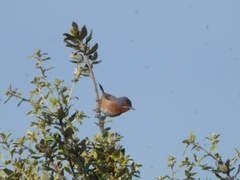 Curruca iberiae