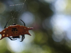 Gasteracantha quadrispinosa